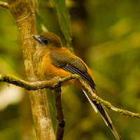 Malabar Trogon